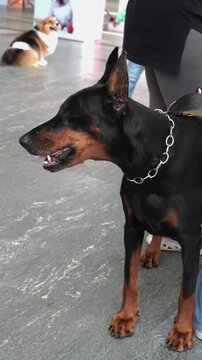 doberman dog portrait indoors, alert guard dog with cropped ears and chain collar