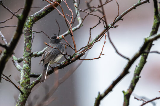 Dark-eyed junco perched in a tree.