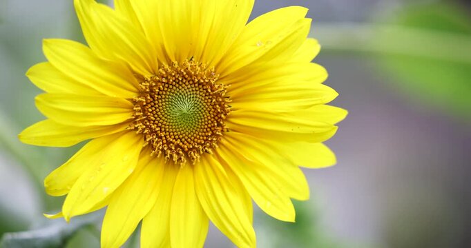 Close-up of a beautiful sunflower with vibrant yellow petals with fibonacci patterned florets against a soft focus background. Captured in slow motion on a bright sunny day.