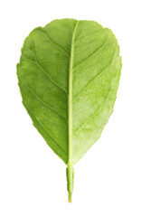 Fototapeta premium Fresh green leaf of citrus plant isolated on white