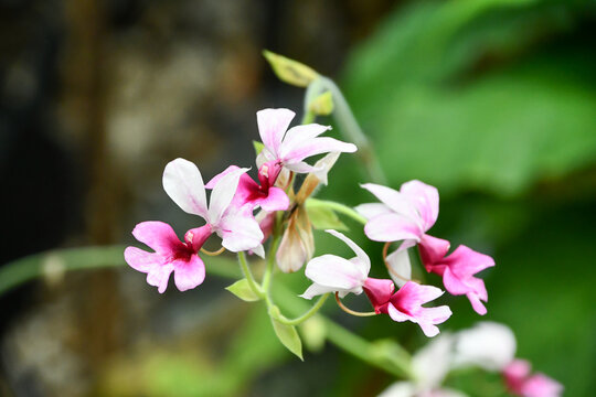 カランテ(カランセ)「バーバリアナ」　Calanthe 'Barbariana'