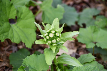 Naklejka premium フキノトウ Butterbur sprout