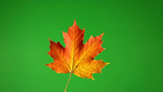 Vibrant Autumn Maple Leaf Displayed Against a Simple Green Background, Symbolizing the Changing Seasons