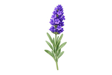 Fototapeta premium Lavender flower blossom with green leaves, creating a vibrant purple sprig, isolated on transparent background