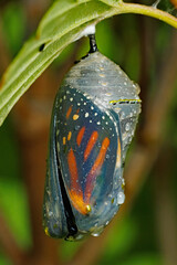 Monarch Butterfly, Danaus plexippus, chrysalis cracking open. © Michael Redmer©
