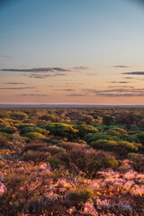 Australian outback landscape at sunset with wildflowers © Nazareno