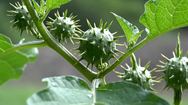 Green spiky fruit pods growing on plant stem outdoors