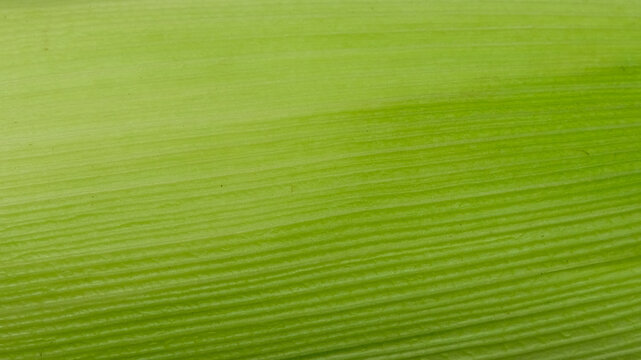 Vibrant green corn husk surface pattern and texture background. Seamless pattern concept. For graphic design, 3D rendering and banners