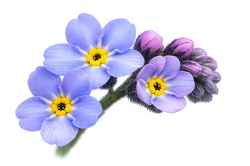 Fototapeta premium Forget-me-not blue flowers blooming with purple buds on a stem, detailed close-up, transparent background