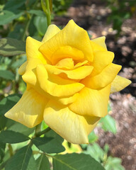 Golden Yellow Rose Bloom in Summer Garden Light