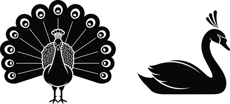 Black and white illustration of a peacock and a swan