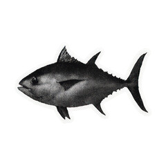 Fototapeta premium PNG Vintage tuna fish illustration