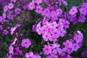 Fototapeta premium Purple phlox flower in summer