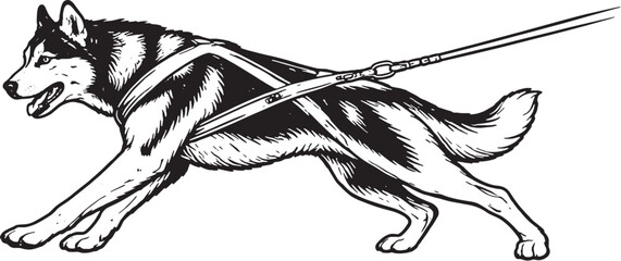 Siberian Husky Sled Pulling Forward Lean Pose Black and White Line Art Working Dog Illustration © Luu