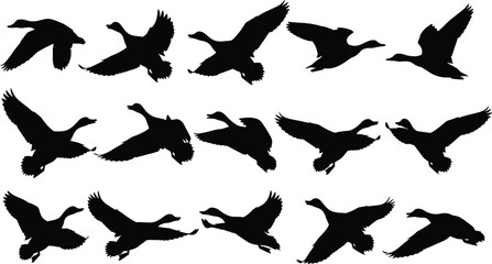 Black Flying Duck Silhouettes Collection with Mallard Geese and Waterfowl in Various Flight Poses Isolated on White Background for Wildlife Nature and Hunting Design Projects. © MdAnisur