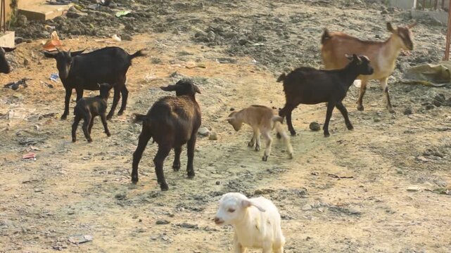 Herd of Domesticated Goats Playfully Headbutting and Interacting in Rural Pasture