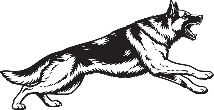 German Shepherd Attack Training Forward Lunge Pose Black and White Line Art Working Dog Illustration