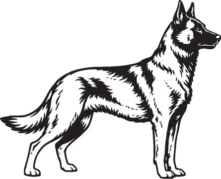 Belgian Malinois Standing Alert Ready Pose Black and White Line Art Working Dog Illustration