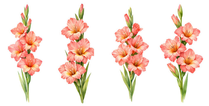 A charming watercolor collection of gladiolus flowers with red and pink blossoms for botanical floral illustrations and garden design.