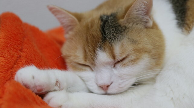 可愛い三毛猫の寝顔