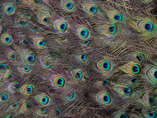 Obraz premium peacock feather background
