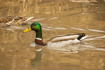 Fototapeta premium Mallard (Anas platyrhynchos) Drake Green Head Close Up on Water