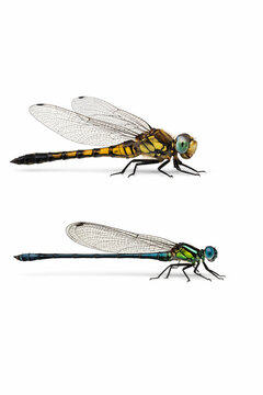 Dragonfly vs Damselfly Side View Comparison Macro
