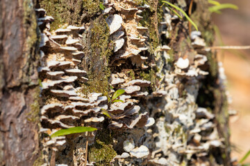 切り株に自生するきのこ。樹皮の菌類 © toitoi