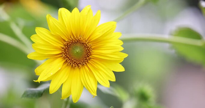 Close-up of a beautiful sunflower with vibrant yellow petals with fibonacci patterned florets against a soft focus background. Captured in slow motion on a bright sunny day.