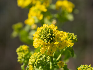 伝統野菜の温海蕪の花