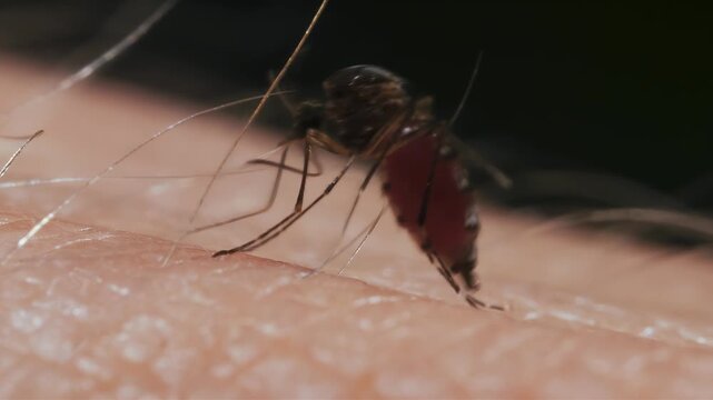 Extreme close-up macro shot of a mosquito feeding on human skin with blood visible
