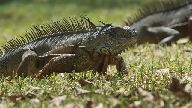 Close-up of a green iguana with spiky crest walking on grass in sunlight