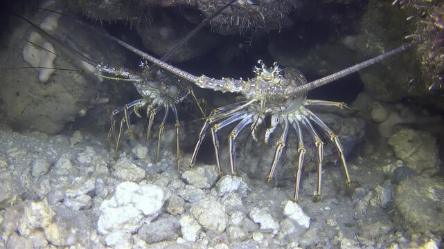 Underwater close-up of a spiny lobster exploring rocky seabed with long antennae