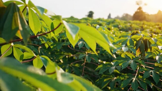 Lush green cassava leaves with water droplets glistening in the morning sun