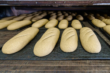 Dough loaves prepared for baking in a high-capacity bakery plant setting