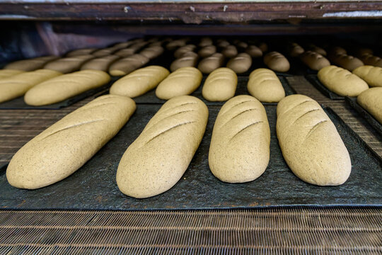 Dough loaves prepared for baking in a high-capacity bakery plant setting