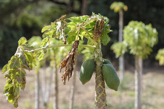 Plantation de papayers