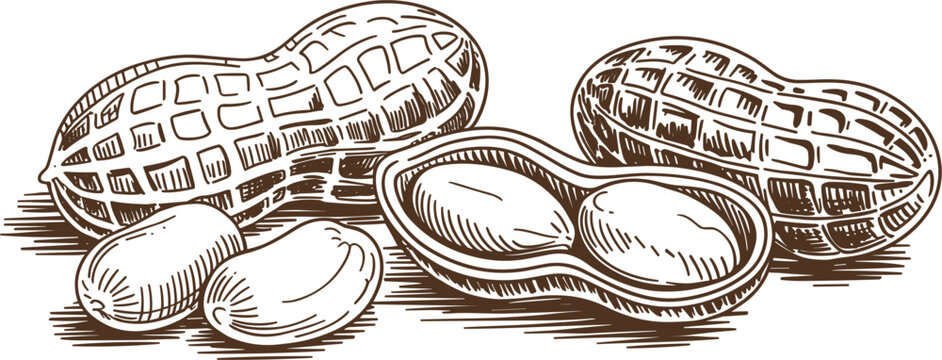 Professional Hand Drawn Peanut Vector Illustration Featuring Whole Shells And Open Pods With Realistic Seeds