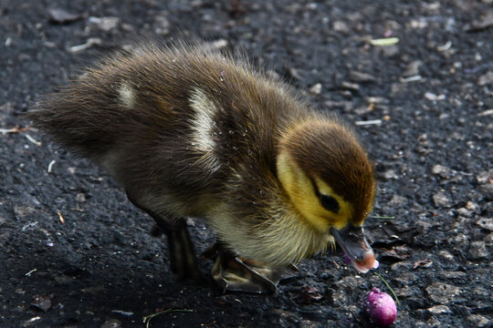 Um fofinho filhote de pato selvagem aproveitando para beber a &aacute;gua de chuva no jardim do Museu da Rep&uacute;blica antigo Pal&aacute;cio do Catete - RJ
