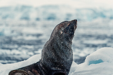 Seal basks on an ice floe in Antarctica while snow falls in the cold environment near the ocean © ANITEK MEDIA 