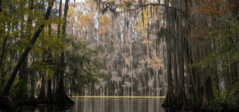 Panorama of a Bayou Lined with Bald Cypress in Caddo Lake in the Autumn