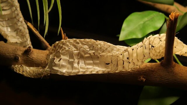 Snake skin shed on a tree branch in the forest