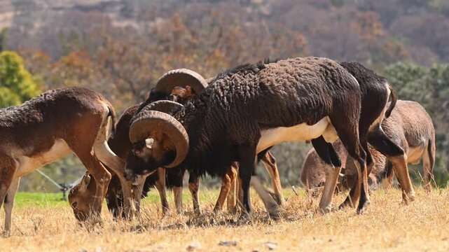 Group of mouflon sheep grazing on dry land
