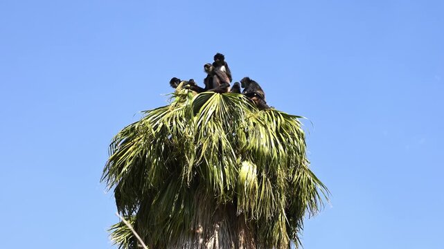Group of spider monkeys on top of a palm tree, clear sky in the background