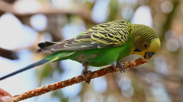 Vibrant green and yellow parrot perched outdoors