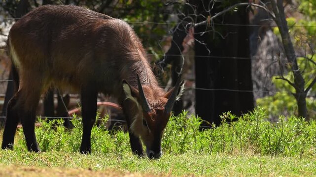 Young waterbuck (waterbuck) eating green grass