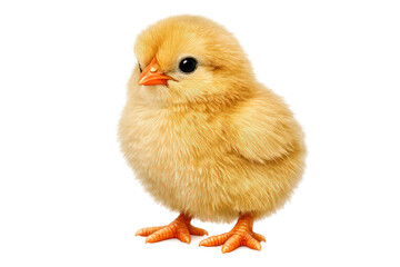Fototapeta premium Yellow baby chick standing, symbolizing new life, innocence, spring, and easter holidays on transparent background
