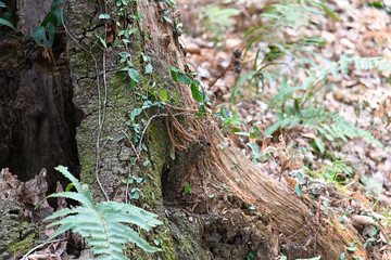 Obraz premium 苔や蔦に覆われた木の根と日本の森の自然美