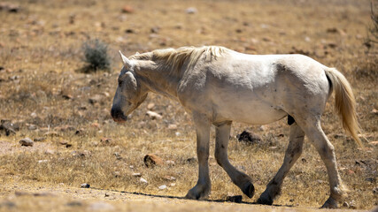 Obraz premium Solitary White Stallion in the Salt River Wild Horse Management Area near Mesa Arizona United States