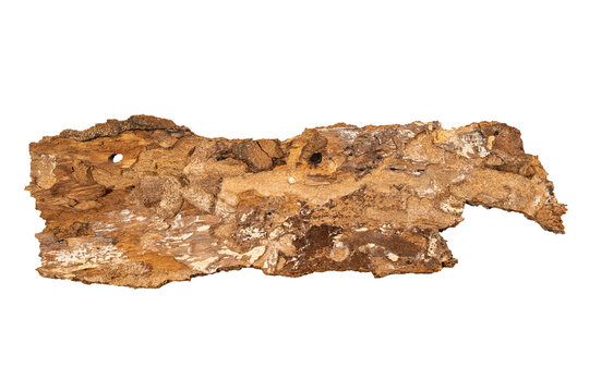 Isolated piece of rough tree bark or driftwood with peeling texture, natural brown tones, cutout on Transparent background for design and texture use.